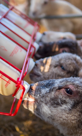 baby lambs who lost their mothers being bottle fedの写真素材