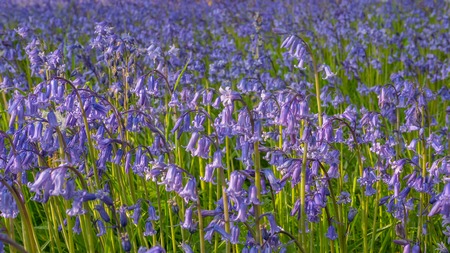 Bluebell flowers in green medowの写真素材