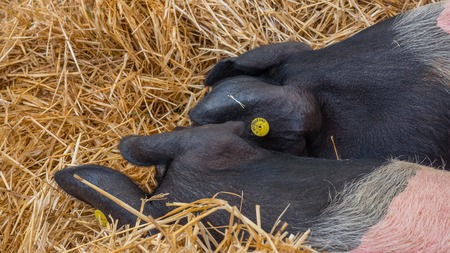 Young happy pig on hay and straw at pig showの写真素材