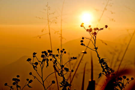Flowers on the mountainの写真素材