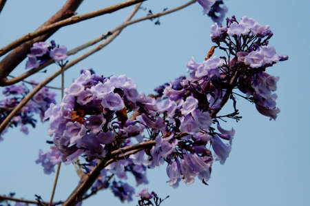 Violet flowersの写真素材