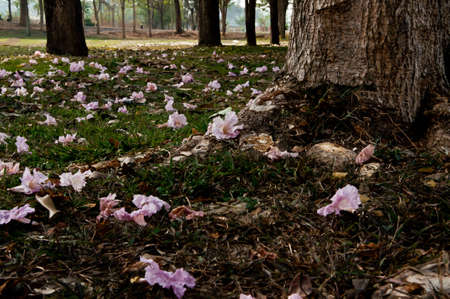 Flowers under the tree of peace twoの写真素材