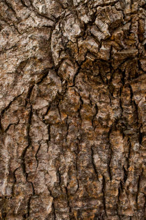 Broken treeの写真素材