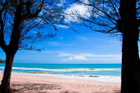 Two Trees on the thaibeachの写真素材