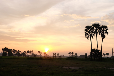 palm on sunset skyの写真素材