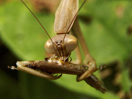 Grasshopper eat breakfast on leaf.