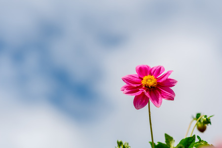 A closeup of beautiful outstanding pink cosmos flower with bright clear blue sky background. A blooming pink cosmos with copy space.の写真素材