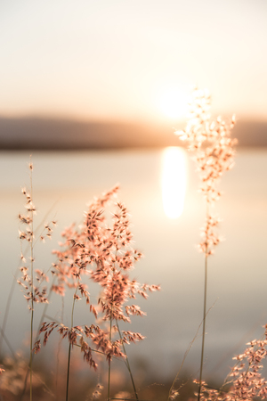 Beautiful romantic pastel sunbeam and reflection on lake landscape with meadow at sunset in Kuiburi National Park, Kuiburi, Prachuap Khirikhan, Thailand.の写真素材