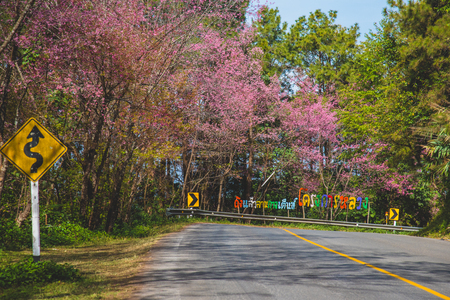 Romantic road to campsite with Himalayan Sakura background in Ang Khang, Chiang mai, Thailandの写真素材