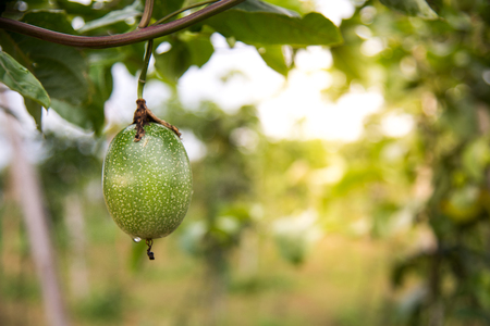 Closeup of organic avocado plantation on mountain in Thailand with golden sunbeam background. Organic and healthy fruit.の写真素材