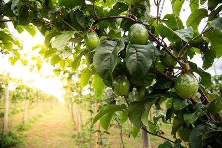 Organic avocado plantation on mountain in Thailand with golden sunbeam background. Organic and healthy fruit.の写真素材