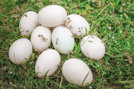 Eggs in the henhouseの写真素材