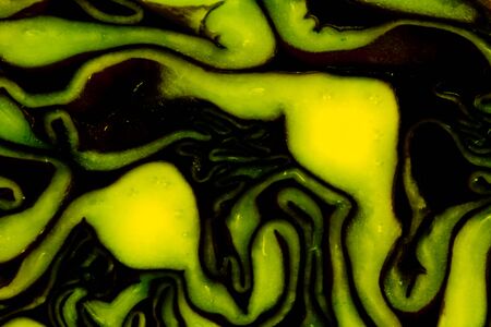 Abtract Vegetableの写真素材