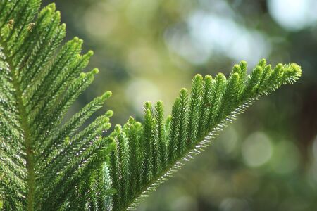 Fresh fir branch