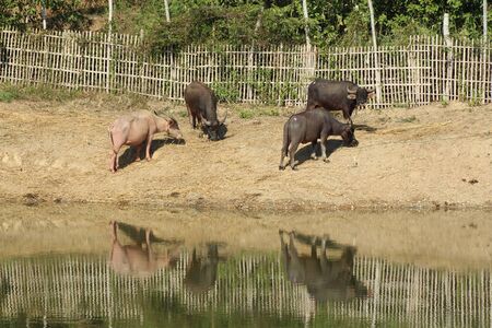 buffalos
