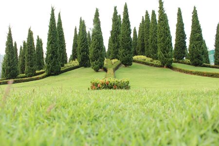 Green meadow with pine trees