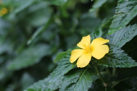 Beautiful yellow flowerの写真素材