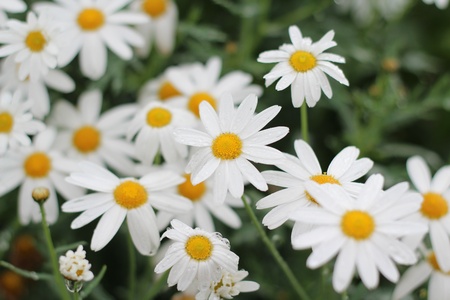 White daisyの写真素材