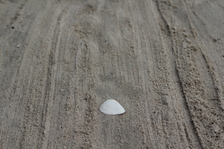 Shell on wooden tableの写真素材