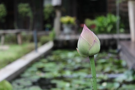 Young lotusの写真素材