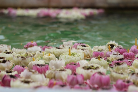 Floating lotus flowers with candlesの写真素材