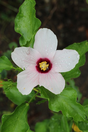 White chinese roseの写真素材