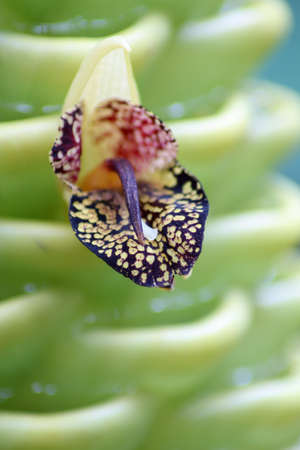 Yellow flowering ginger plant in the garden, Chiangmai, Thailandの写真素材