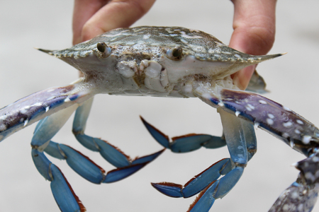 Fisherman is holding live marine crab in hand.の写真素材