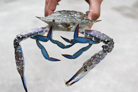 Fisherman is holding live marine crab in hand.