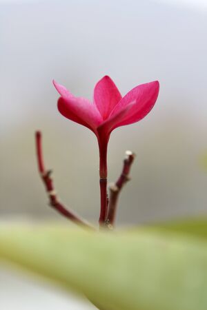 Close up of red plumeria flowerの写真素材