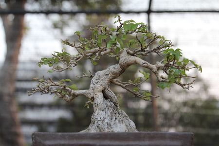 Closeup of miniature japanese bonsai tree.の写真素材