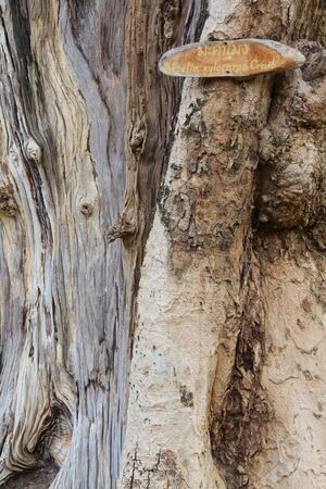 Closeup of big tree trunk.