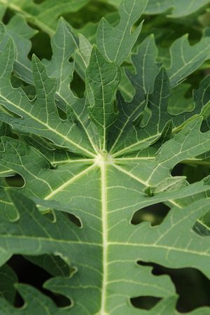 Green papaya leaves beautiful in nature.の写真素材
