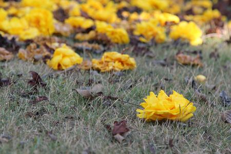 Closeup of blossom yellow flower fall on the ground.の写真素材