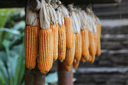 Row of dry corn cob hanging on the shelf.の写真素材