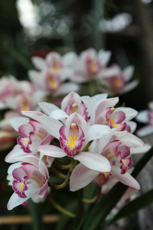 Beautiful white Cymbidium orchid flowers.の写真素材