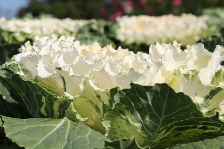 Closeup of fresh cabbage in the garden.の写真素材