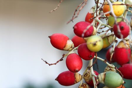 Ripe fruit of ornamental palm.の写真素材