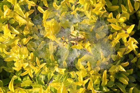 Spider web with dew drops on green leaf.