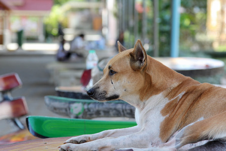 Brown dog sitting on the table.の写真素材