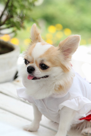 Female Chihuahua dog sitting on white table.の写真素材