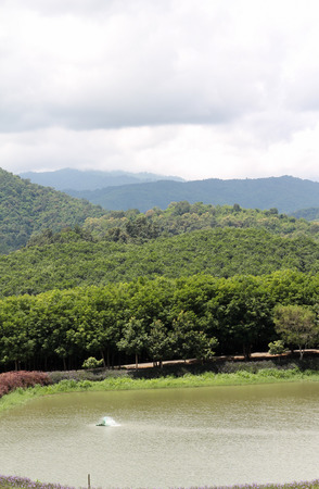 Green tea field and pond at Chiangrai,Northern Thailand.の写真素材