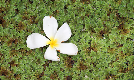 Leelavadee, Plumeria, tropical flower on weed in a jar.の写真素材