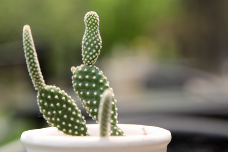 Cactus in a white pot on a glass table.の写真素材