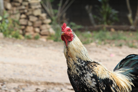Beautiful rooster on  nature background.