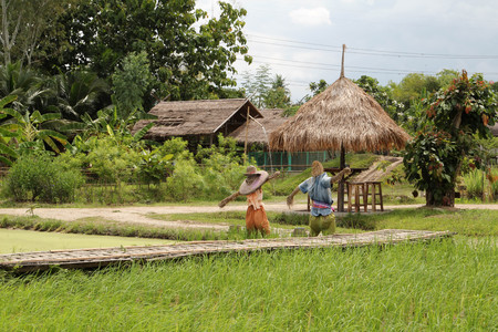 Scarecrow in the rice farm is wearing Thai woman clothes.の写真素材