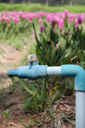 Old PVC pipe with PVC ball valve and hose connector in the garden.の写真素材