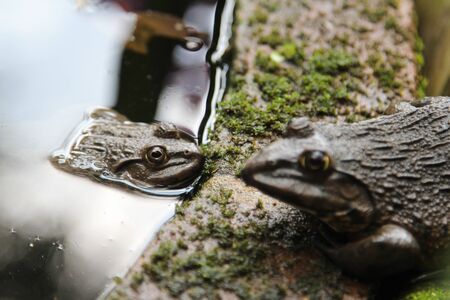Frogs live beside the pond.の写真素材