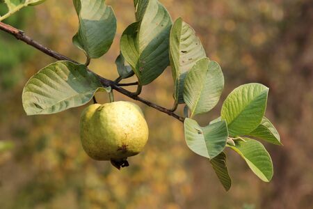 Guava fruit on the tree in the garden.の写真素材