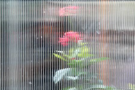 Red flowers in the back of translucent corrugated plastic.の写真素材